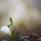 Frühjahr am Regnitzufer