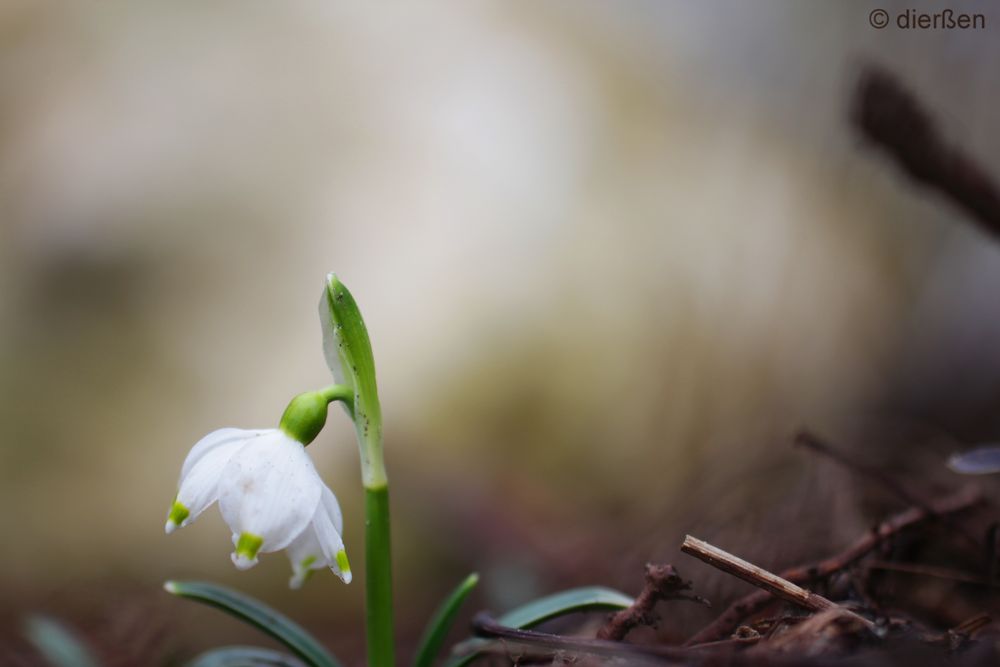 Frühjahr am Regnitzufer