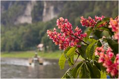 Frühjahr an der Elbe- Kurort Rathen