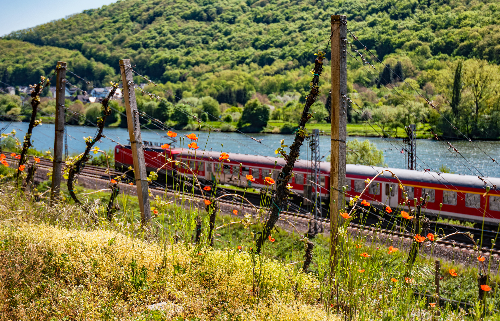 Frühjahr an der Mosel