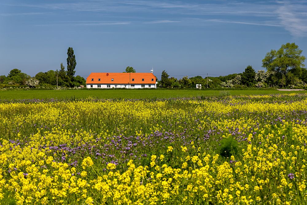 Frühjahr auf Rügen...