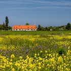 Frühjahr auf Rügen...