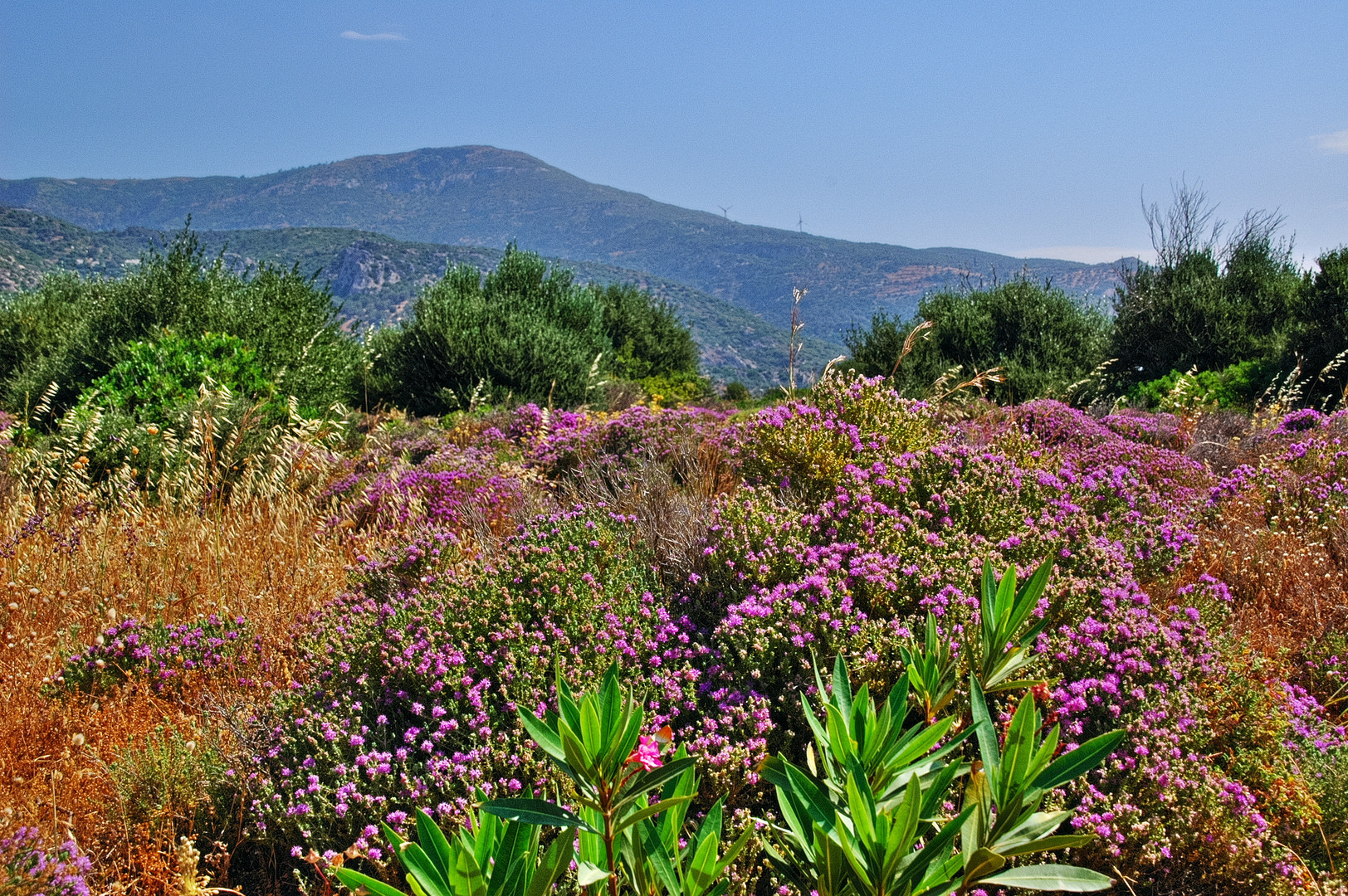 Frühjahr auf Samos