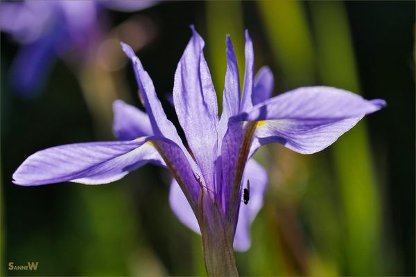 Frühjahr auf Sardinien [6]