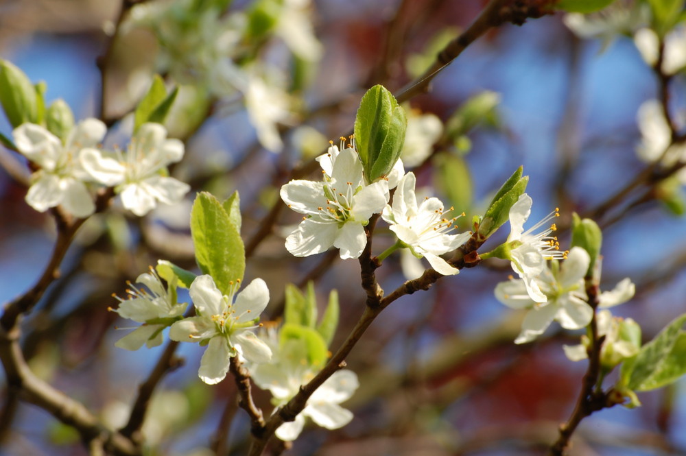 Frühjahr