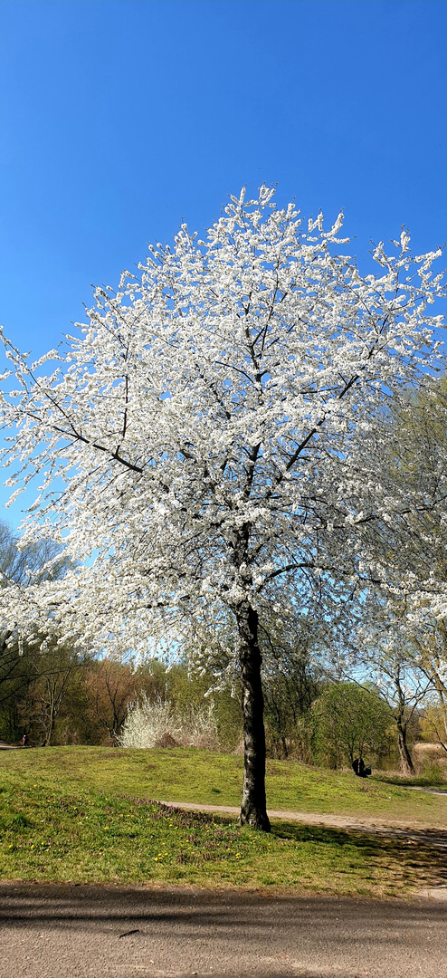 Frühjahr Baumblüte