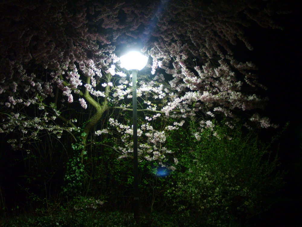 Frühjahr bei Nacht in Meckenheim ^^