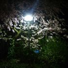 Frühjahr bei Nacht in Meckenheim ^^
