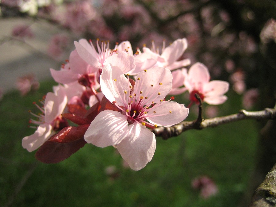 Frühjahr - Blüte