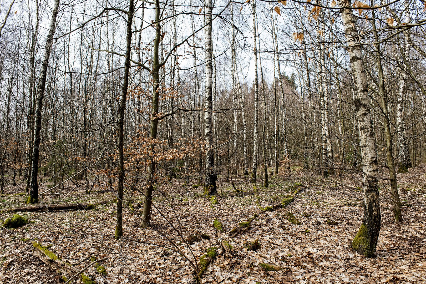 Frühjahr im Birkenwald