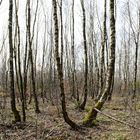 Frühjahr im Birkenwald