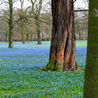 Frühjahr im blauen Gewand