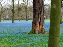 Frühjahr im blauen Gewand