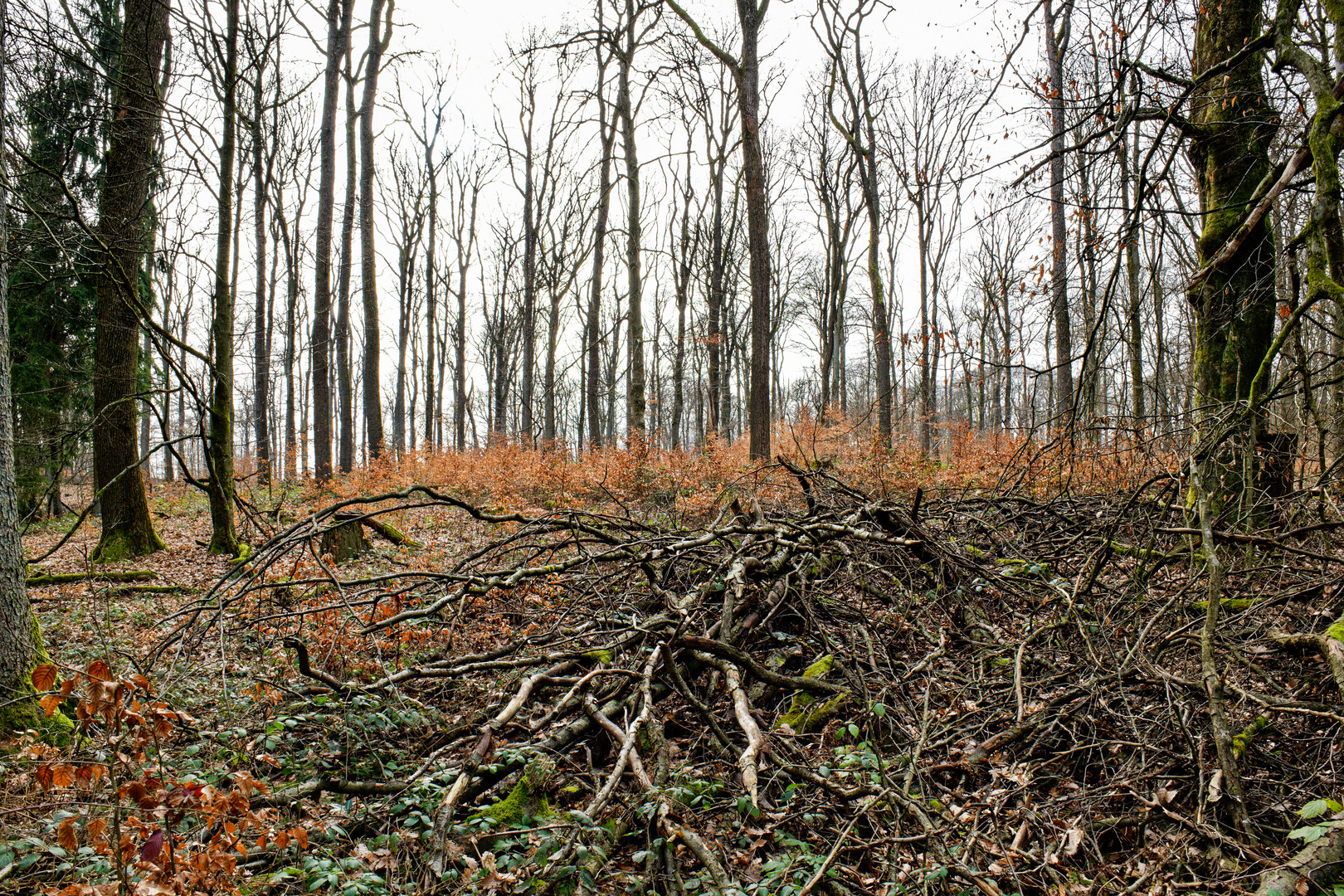 Frühjahr im Buchenwald