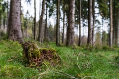 Frühjahr im Fichtenwald  (2)