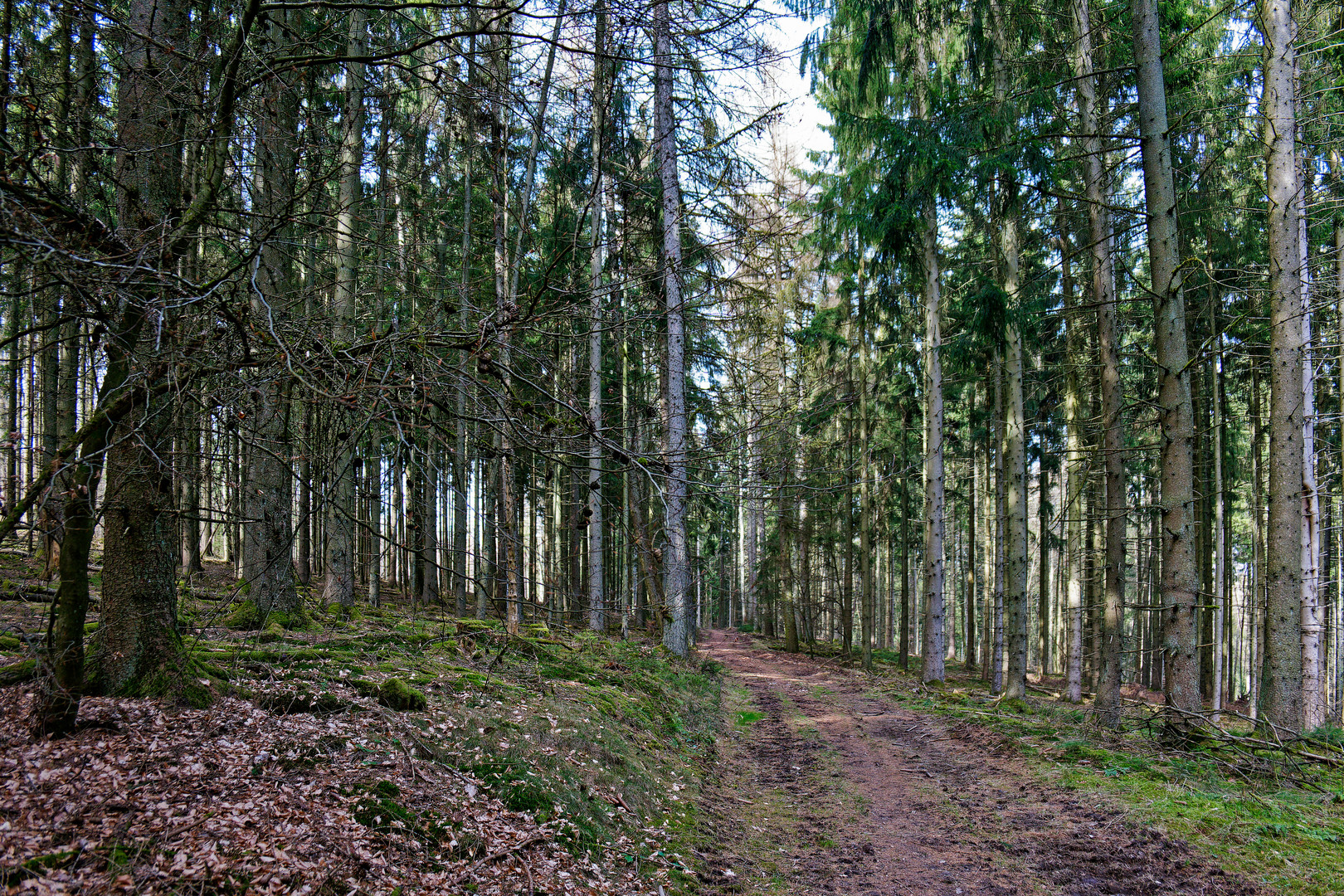 Frühjahr im Fichtenwald