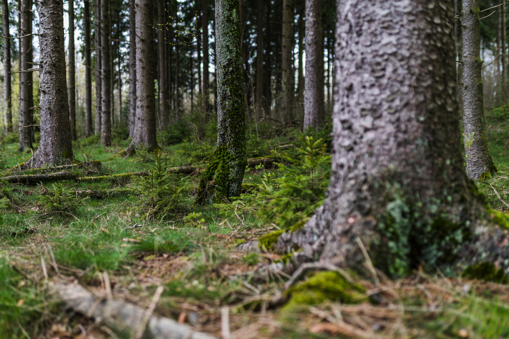 Frühjahr im Fichtenwald