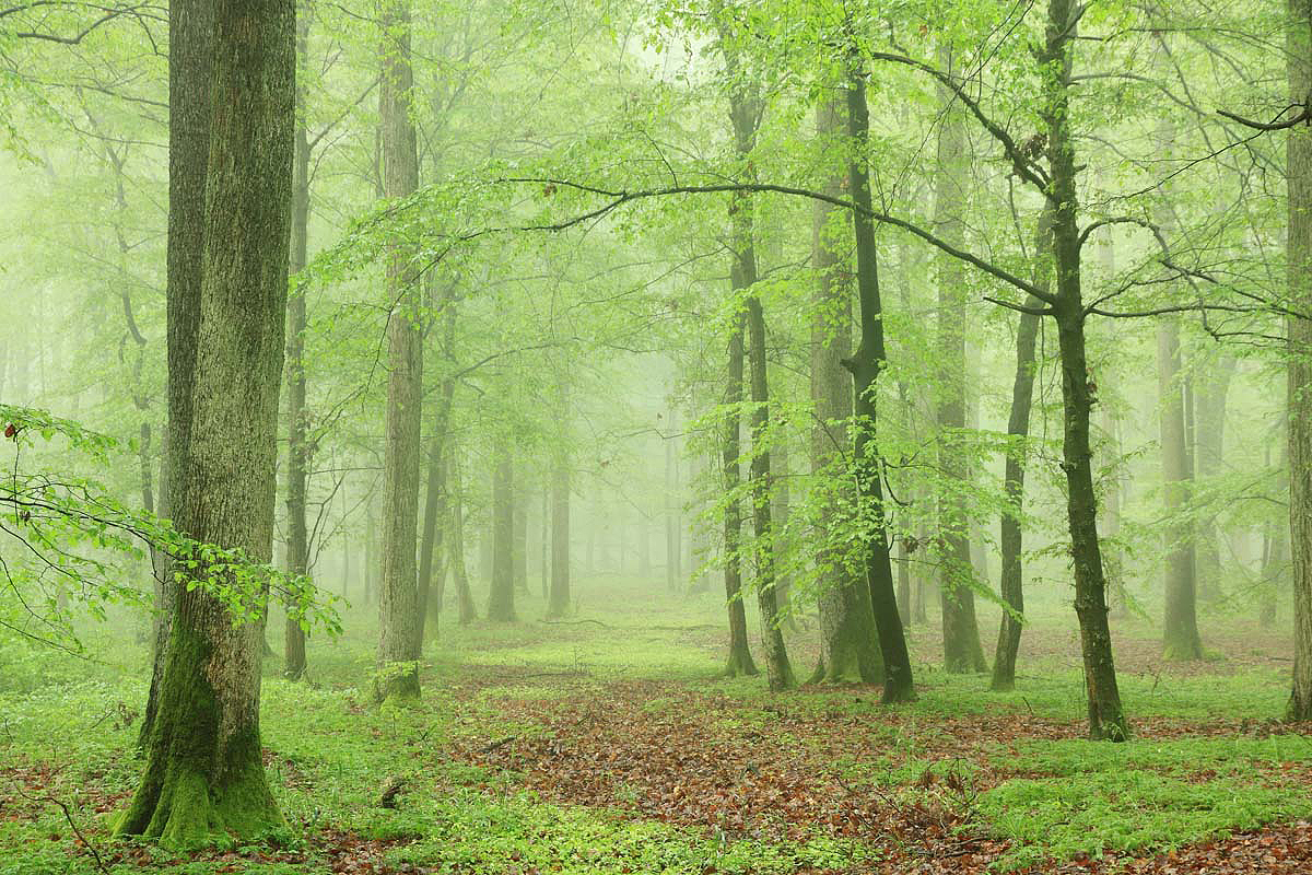 Frühjahr im Steigerwald