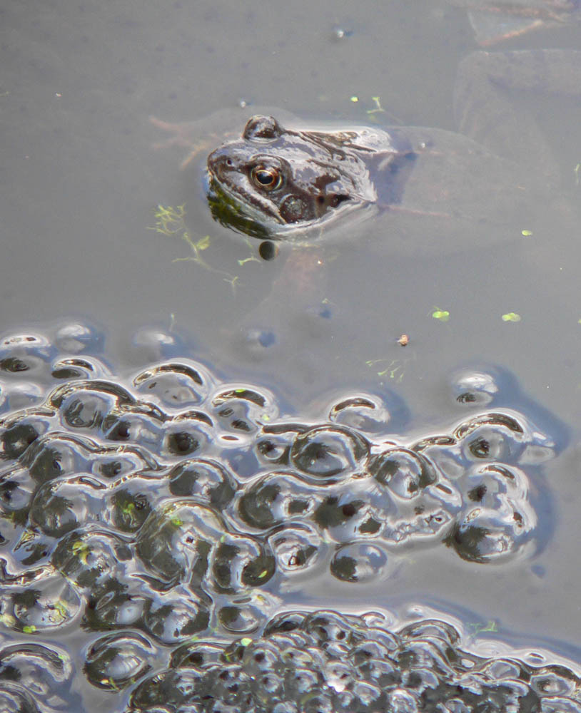 Frühjahr im Teich