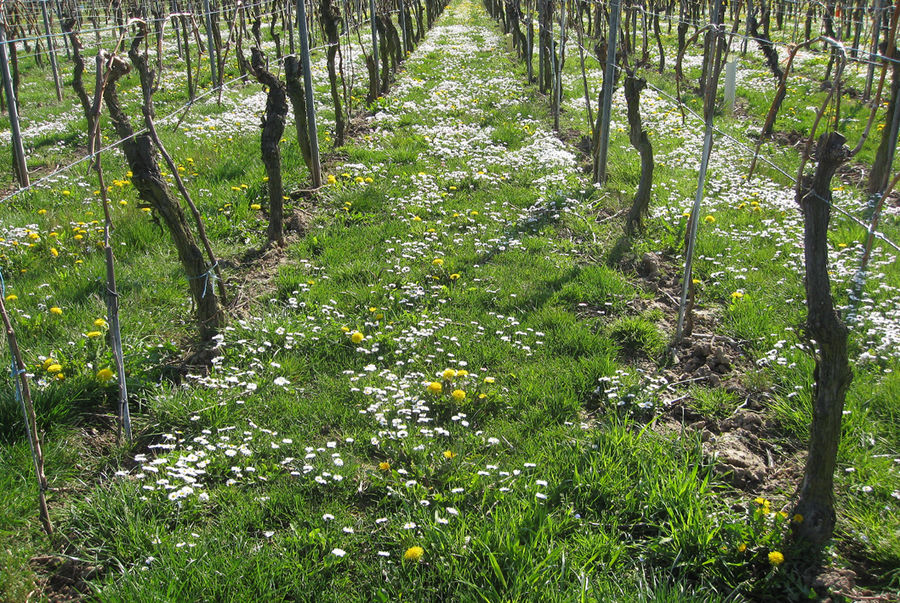 Frühjahr im Weinberg