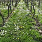 Frühjahr im Weinberg