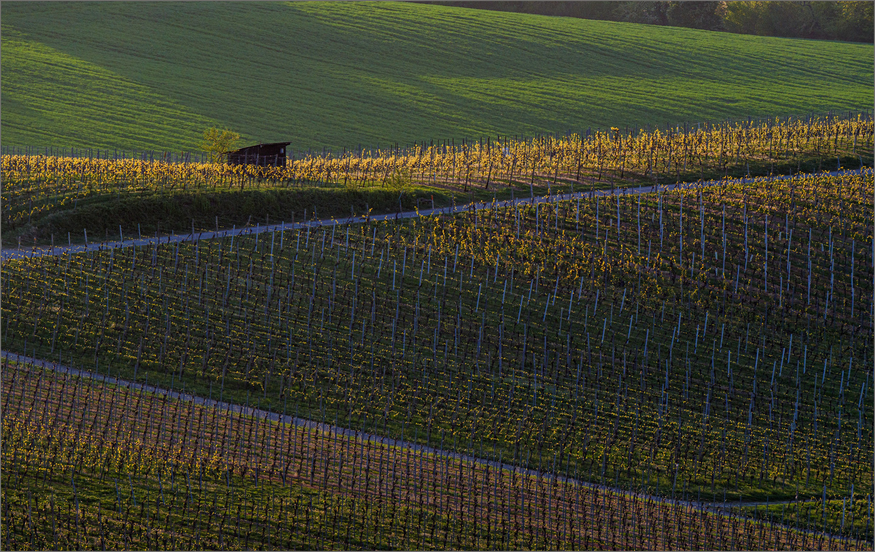 Frühjahr im Weinberg