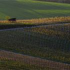 Frühjahr im Weinberg