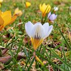 Frühjahr setzen die kleinen Krokusse erste kräftige Farbtupfer in Parks und Gärten