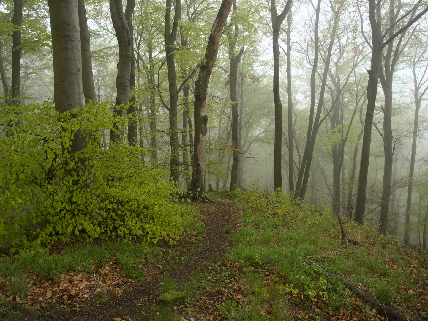 Frühjahr und Nebel