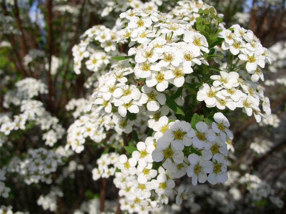 Frühjahrblumen II