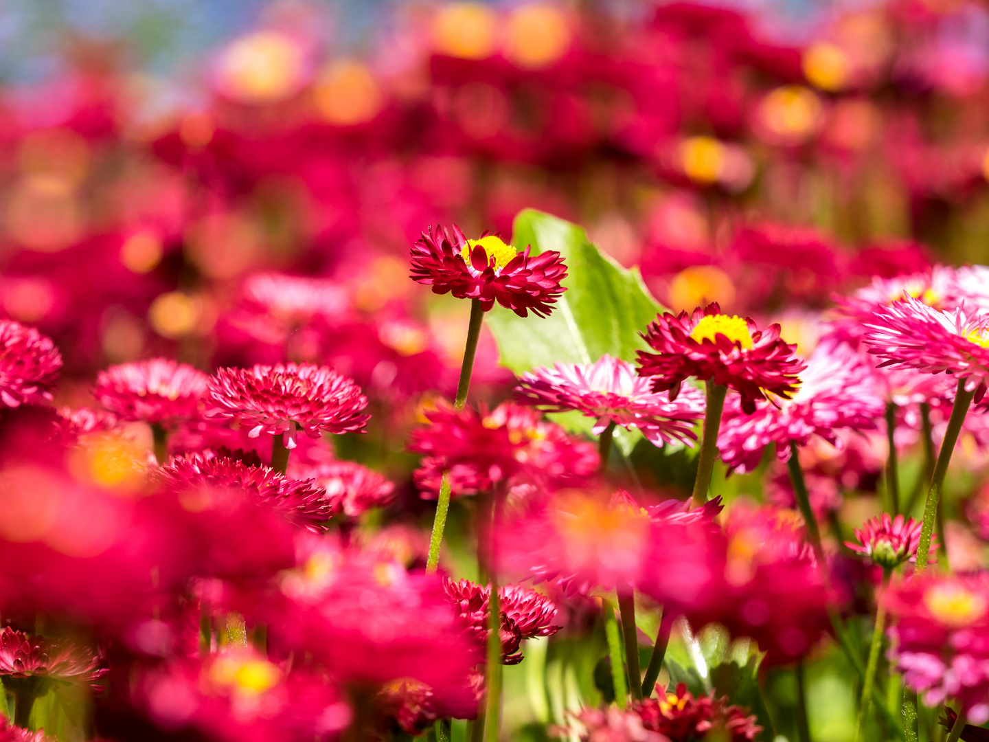 Frühjahres Blüte