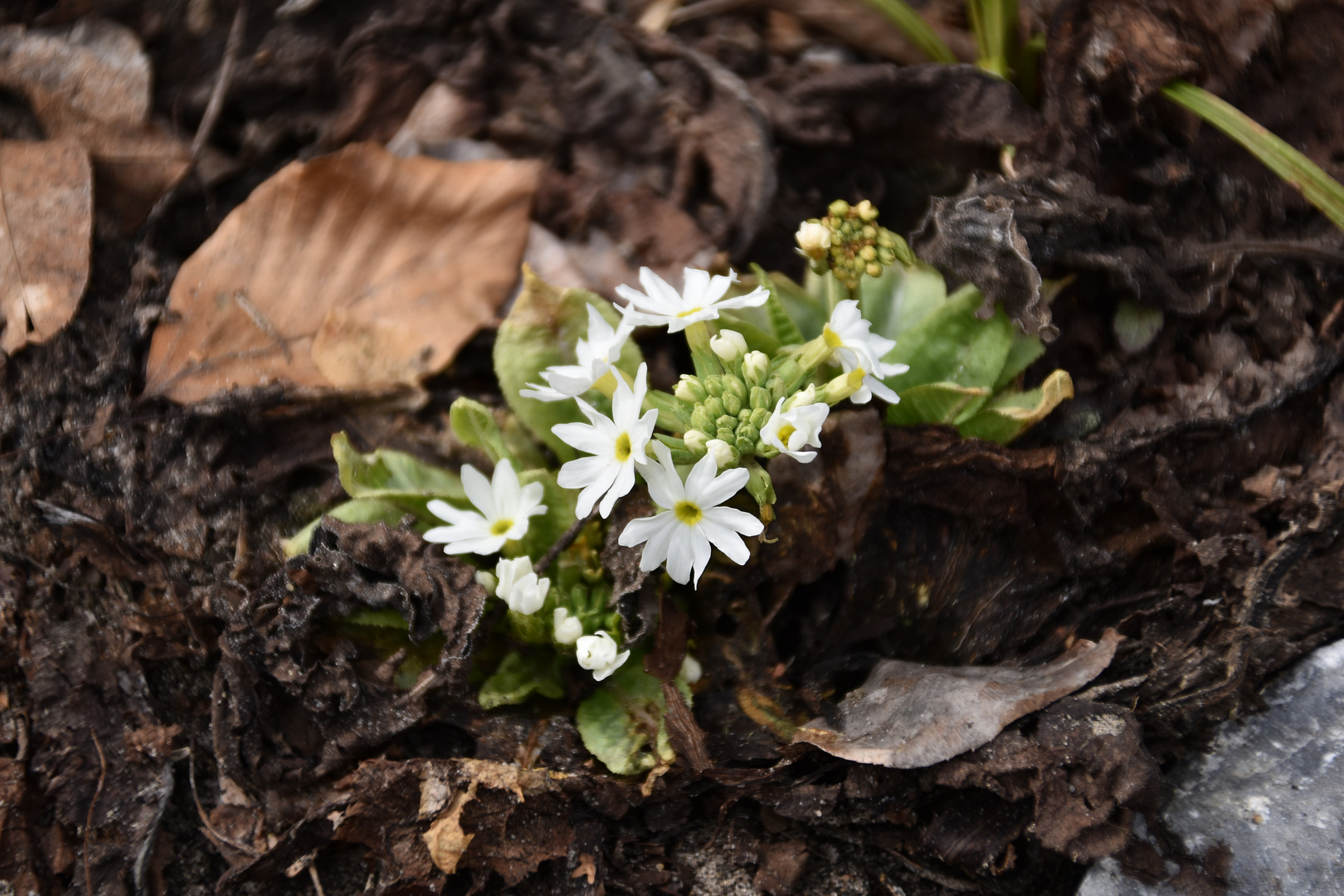 Frühjahres Boten