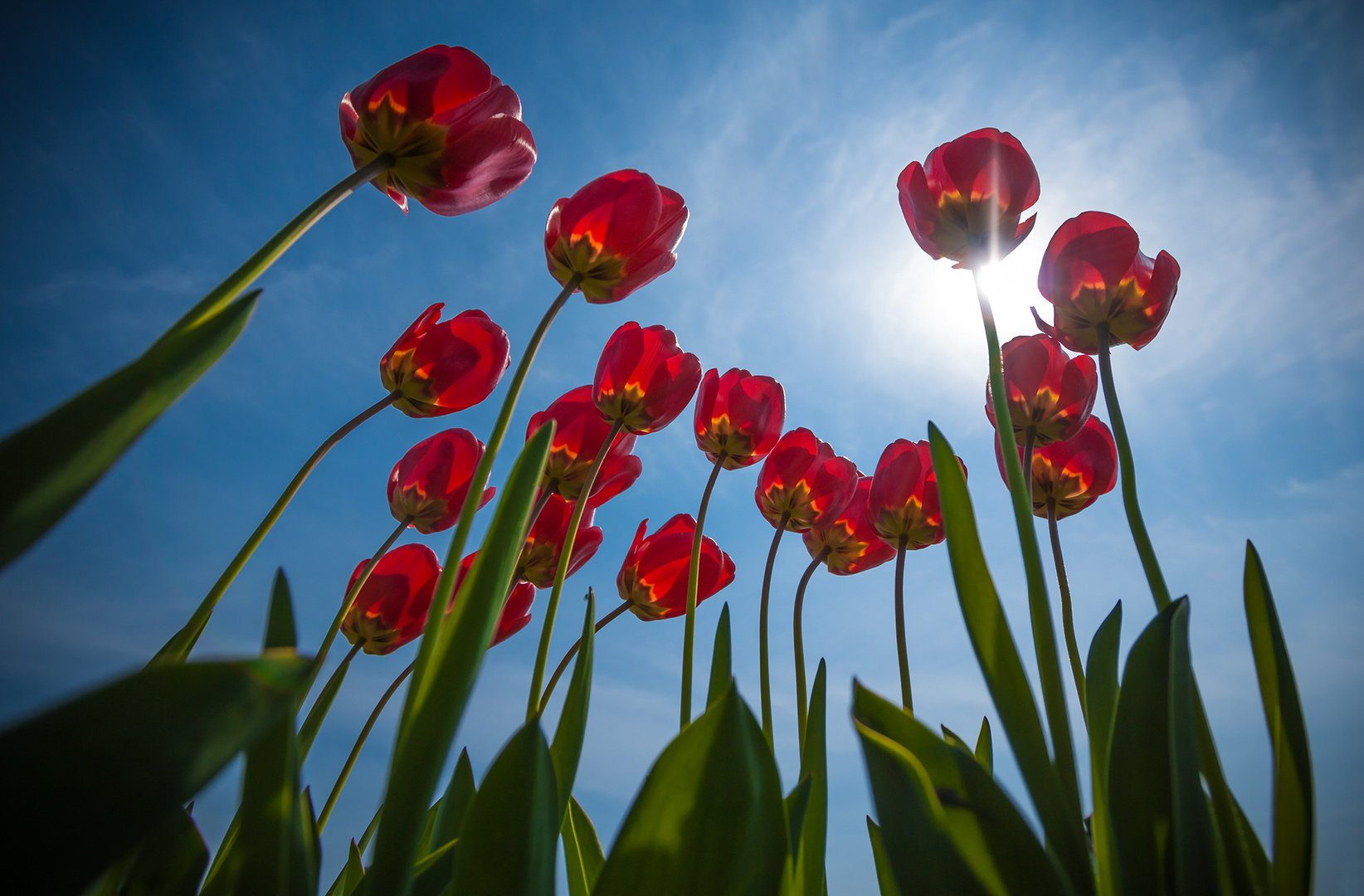 Frühjahres-Tulpen