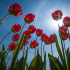 Frühjahres-Tulpen
