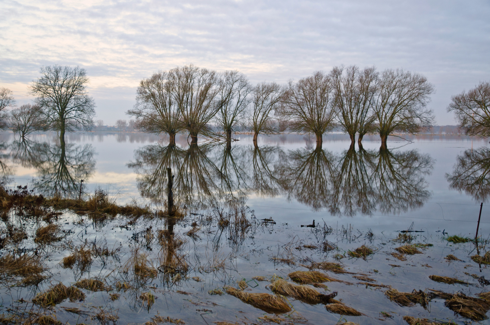 Frühjahreshochwasser der Elbe