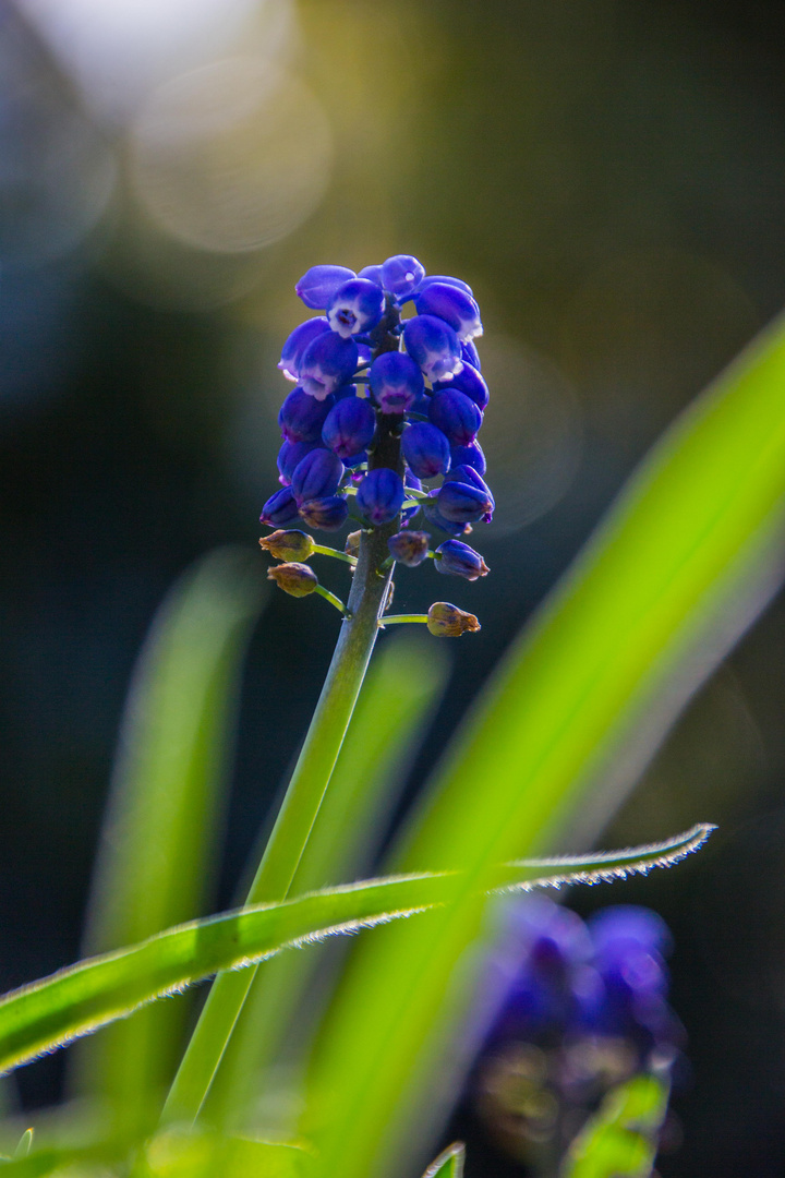 Frühjahrs Blume 