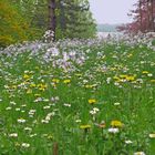 Frühjahrs-Blumen-Wiese