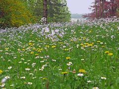 Frühjahrs-Blumen-Wiese