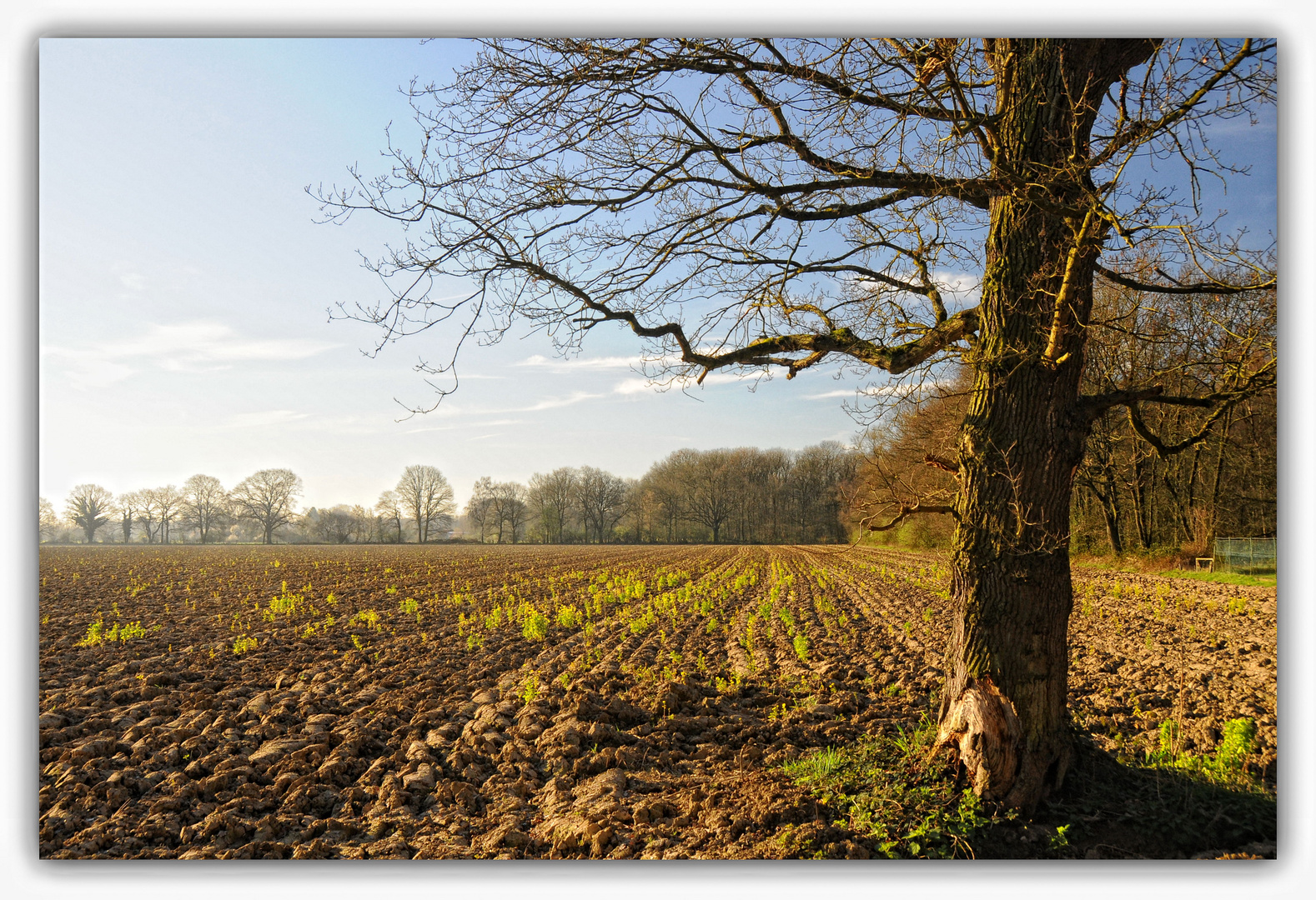 Frühjahrs-Feld