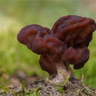 Frühjahrs-Giftlorchel (Gyromitra esculenta)