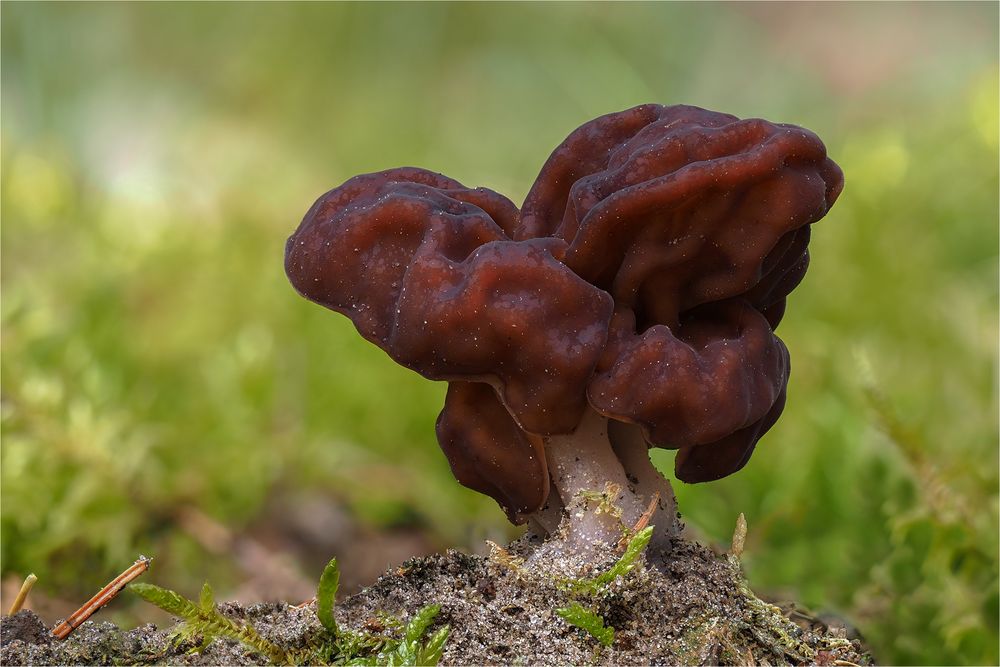 Frühjahrs-Giftlorchel (Gyromitra esculenta)