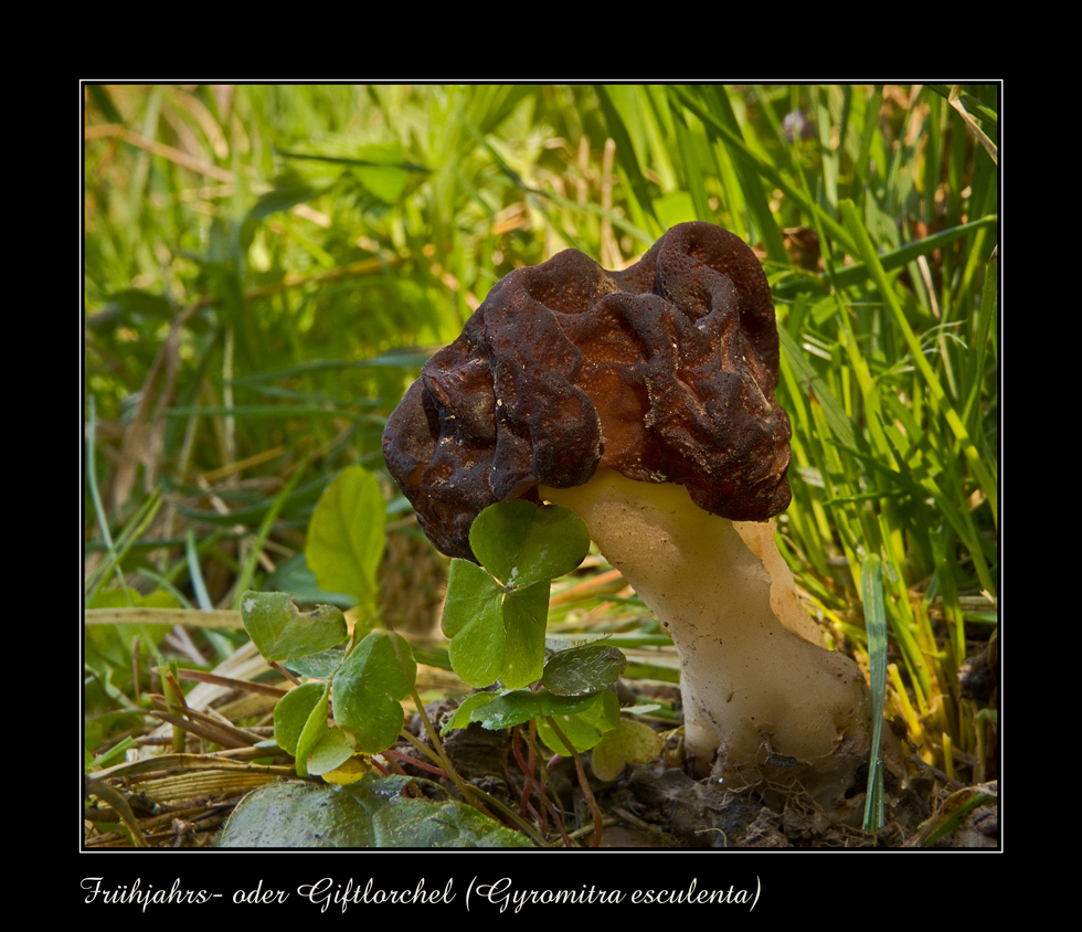 Frühjahrs- oder Giftlorchel (Gyromitra esculenta)