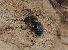 Frühjahrs-Seidenbiene (Colletes cunicularius)