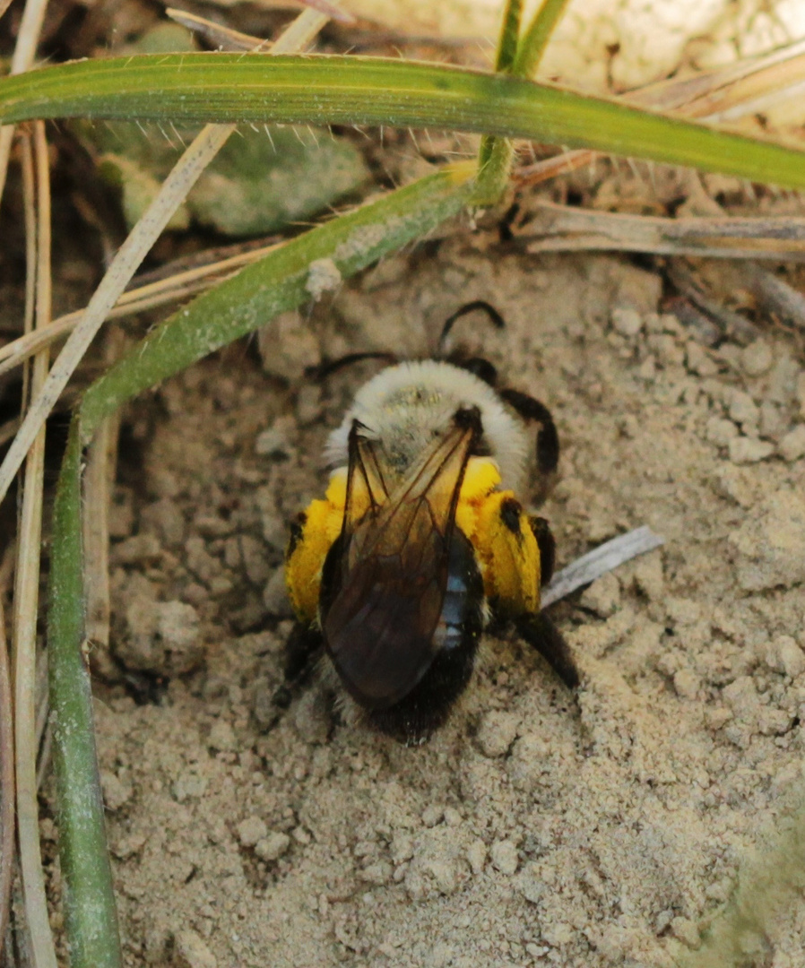 Frühjahrs-Seidenbiene (Colletes cunicularius)