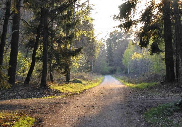 Frühjahrsabend im Wald