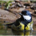 --- Frühjahrsbad der Kohlmeise --- ( Parus major )