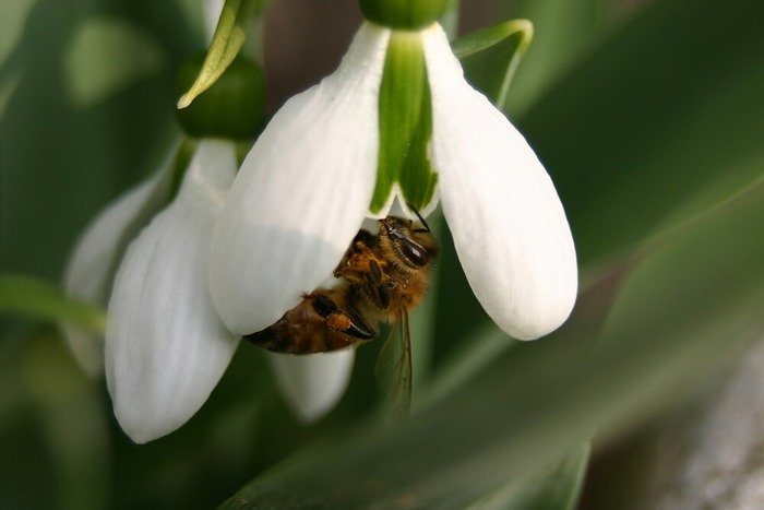 Frühjahrsblüher