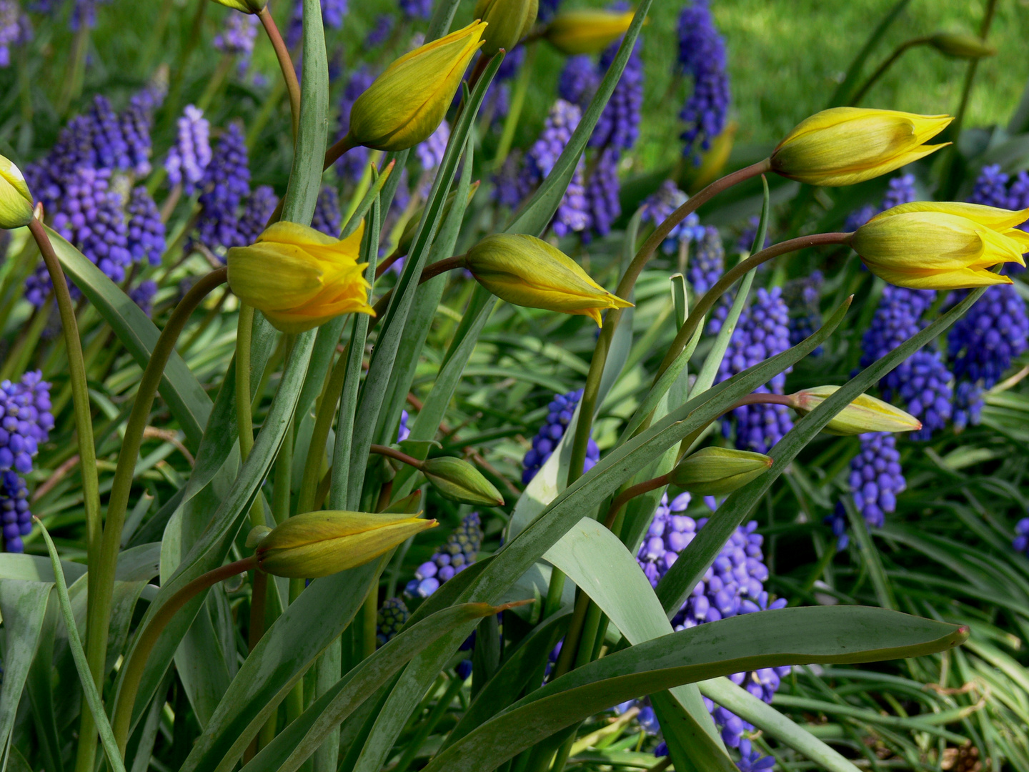 Frühjahrsblüher Foto & Bild pflanzen, pilze & flechten, blüten, natur