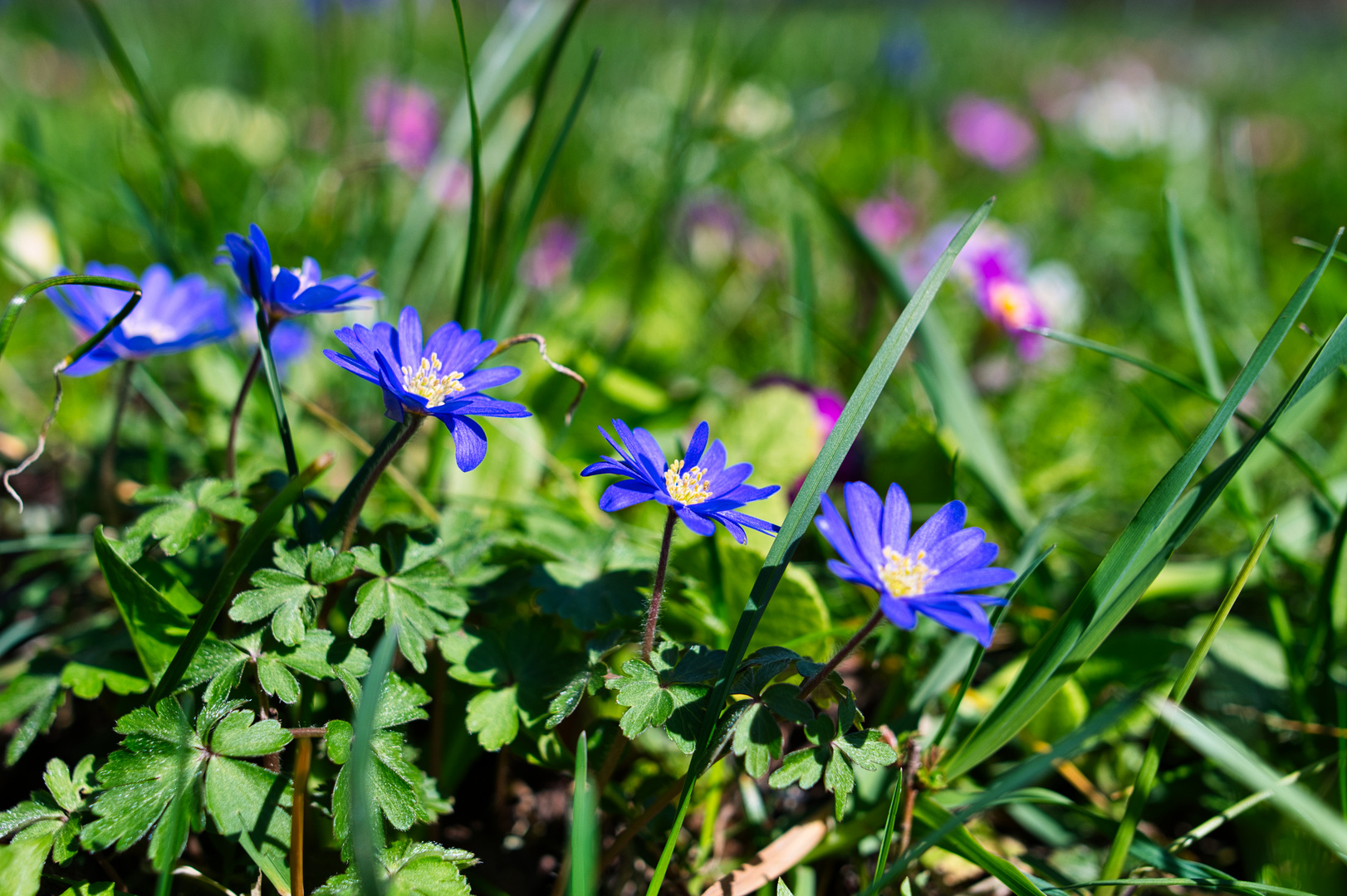 Frühjahrsblüher auf Wiese