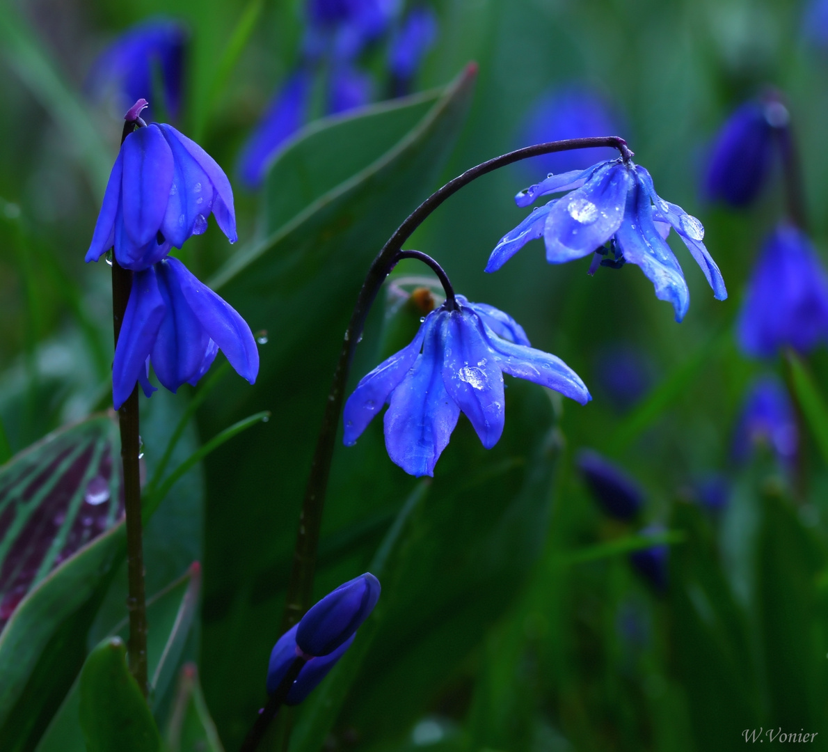Frühjahrsblüher Foto & Bild natur, frühlingsblumen, blumen Bilder auf